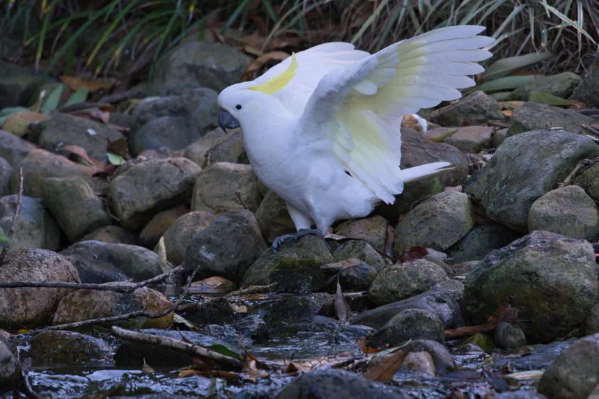 Sulphur-Crested Cockatoo
