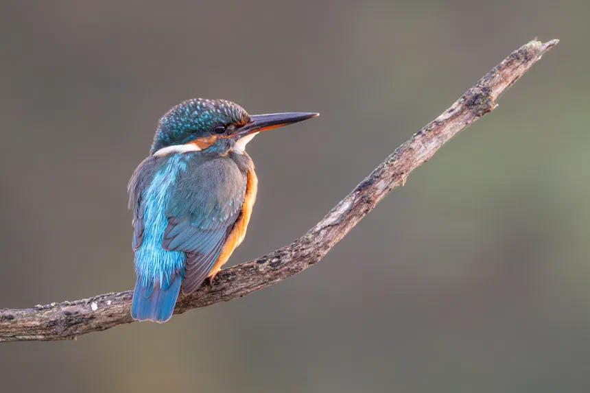 Common Kingfisher