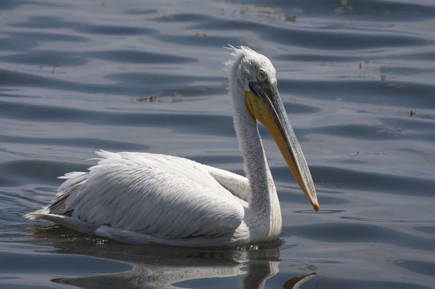Dalmatian Pelican