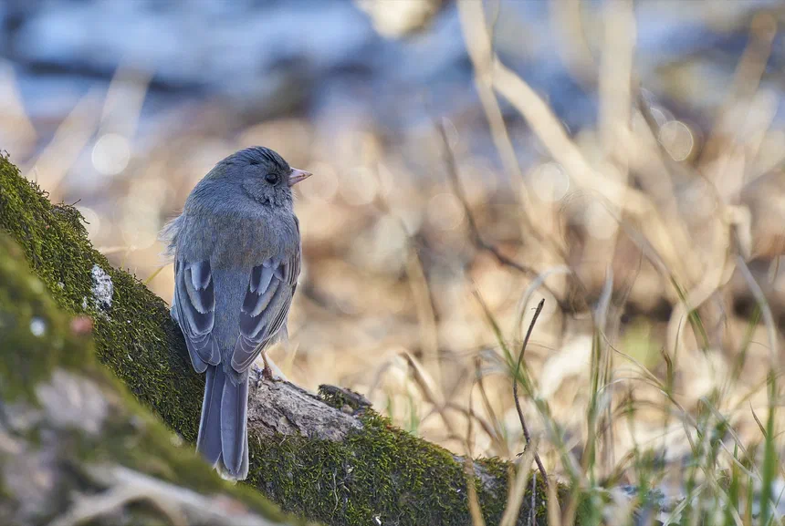 Dark-Eyed Junco