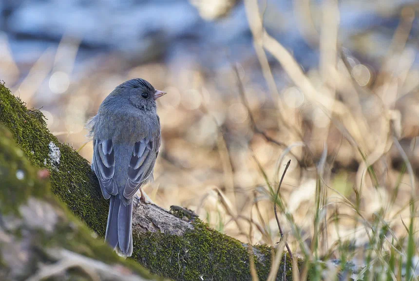 Dark-Eyed Junco
