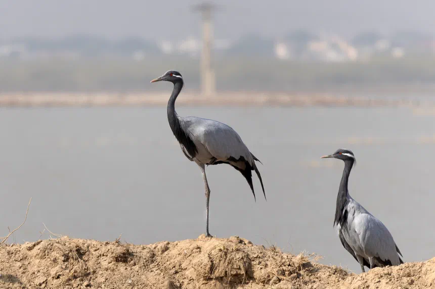 Demoiselle Crane