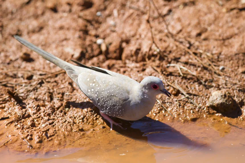 Diamond Dove