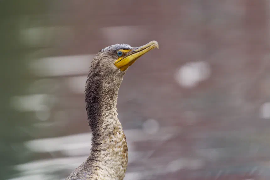 Double-Crested Cormorant