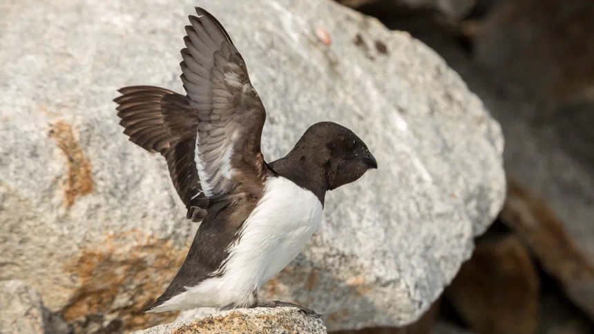 Dovekie