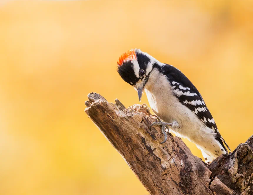 Downy Woodpecker