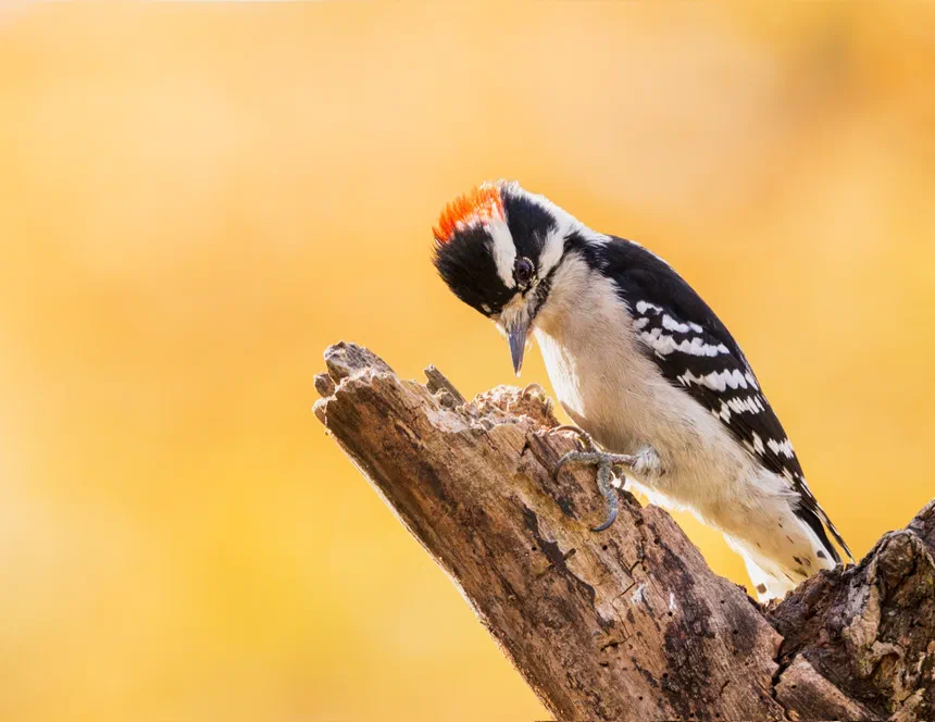 Downy Woodpecker
