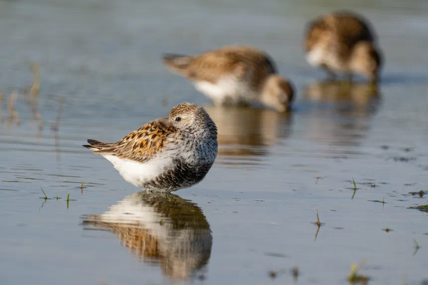 Dunlin