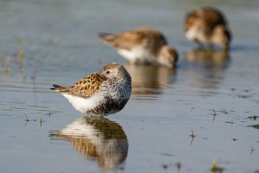 Dunlin
