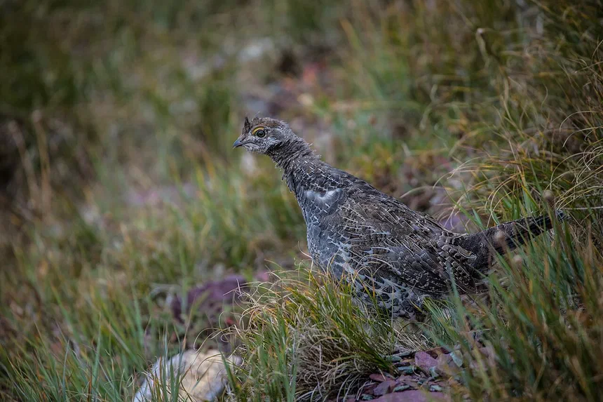 Dusky Grouse