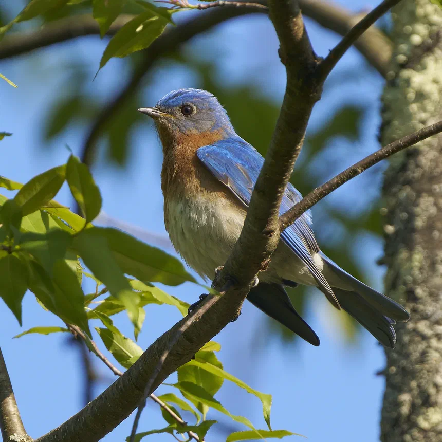 Eastern Bluebird