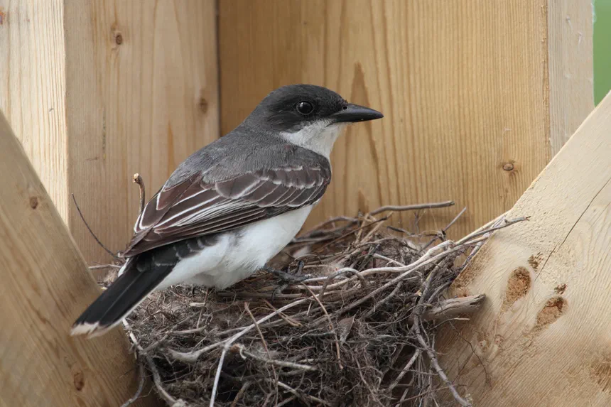 Eastern Kingbird