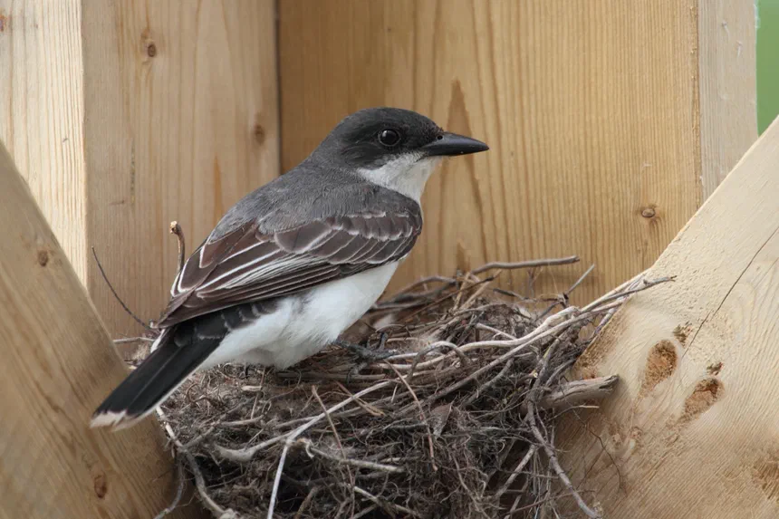 Eastern Kingbird