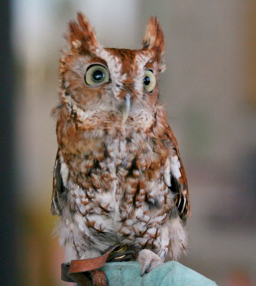 Eastern Screech Owl