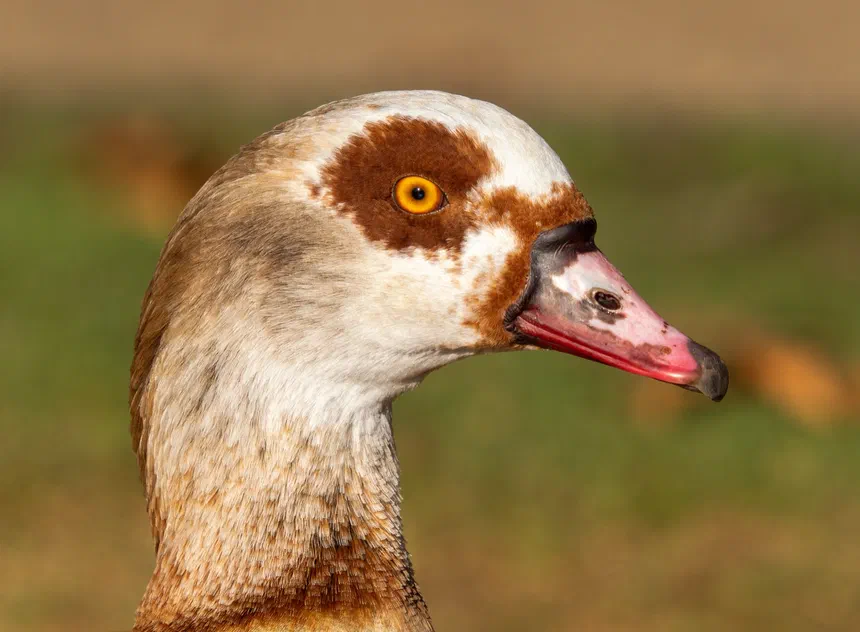 Egyptian Goose