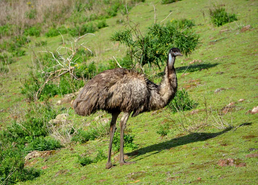 Emu