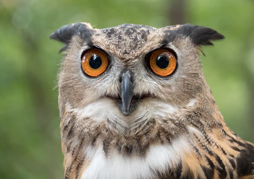 Eurasian Eagle-Owl