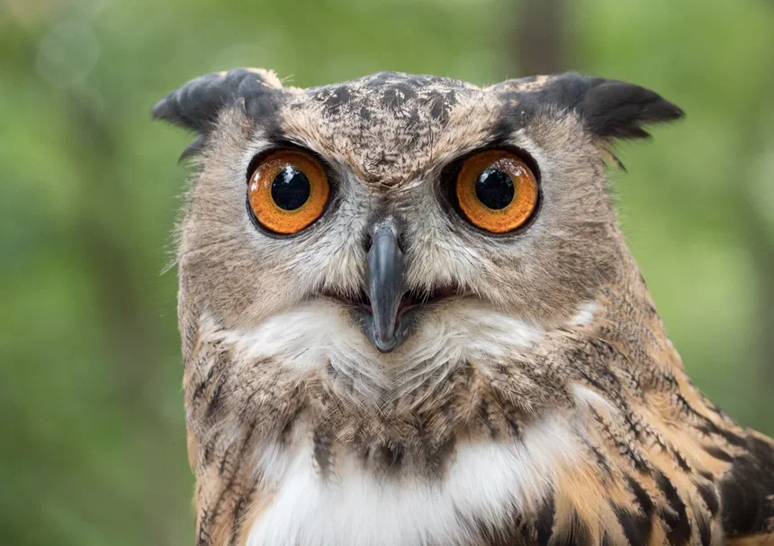 Eurasian Eagle-Owl