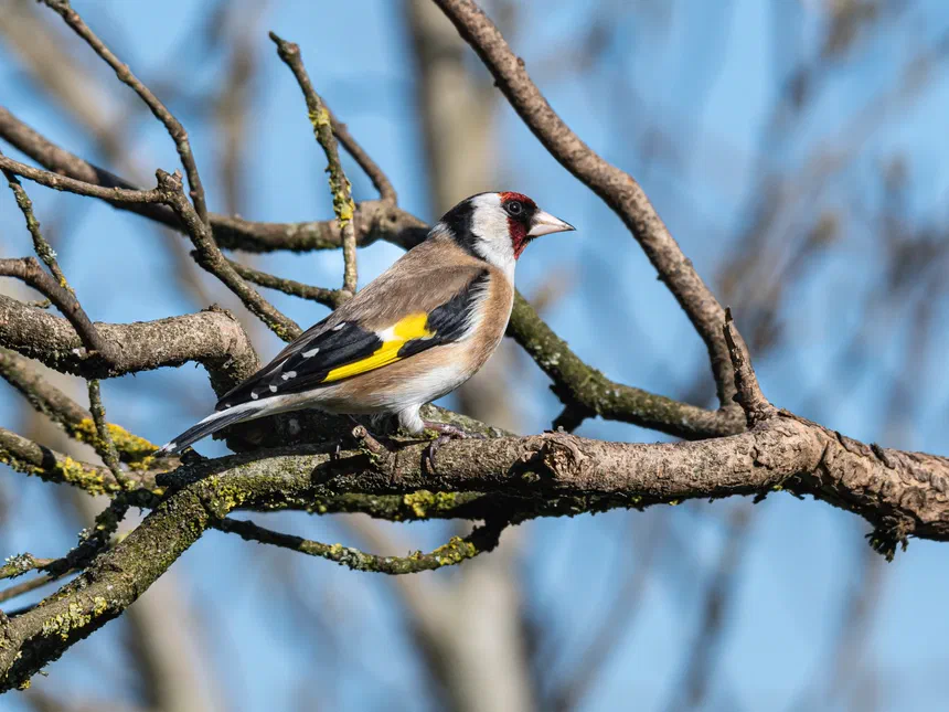 European Goldfinch