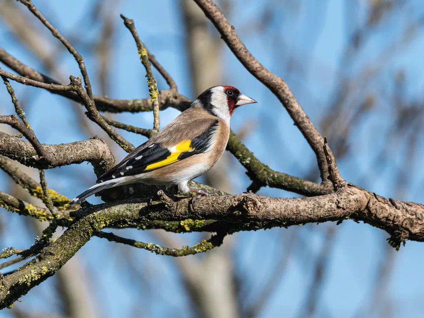 European Goldfinch