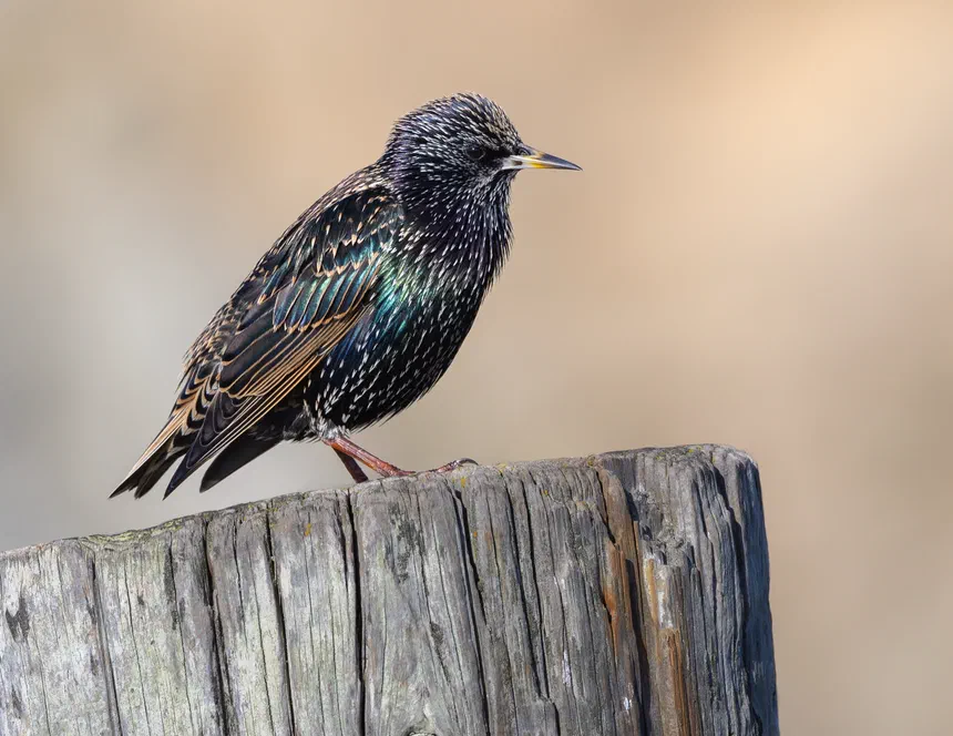 European Starling