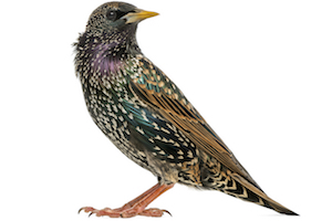 European Starlings