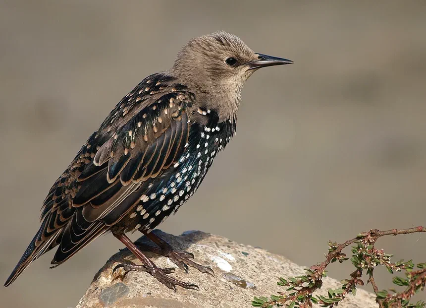 European Starlings