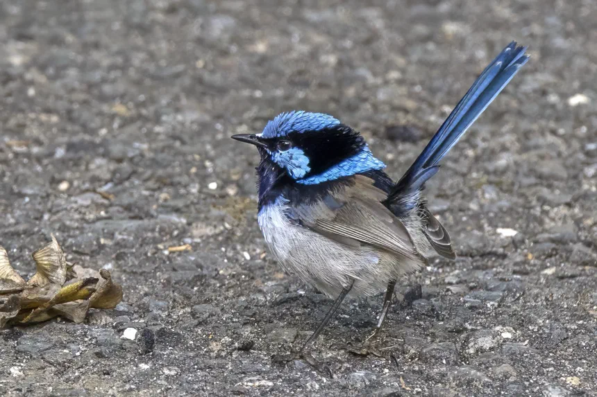 Fairywren