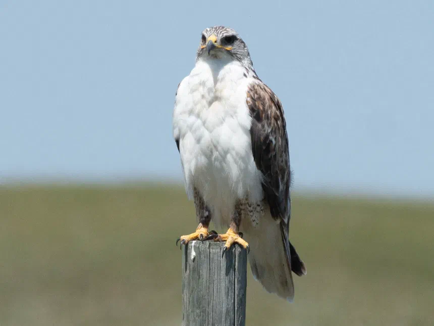 Ferruginous Hawk