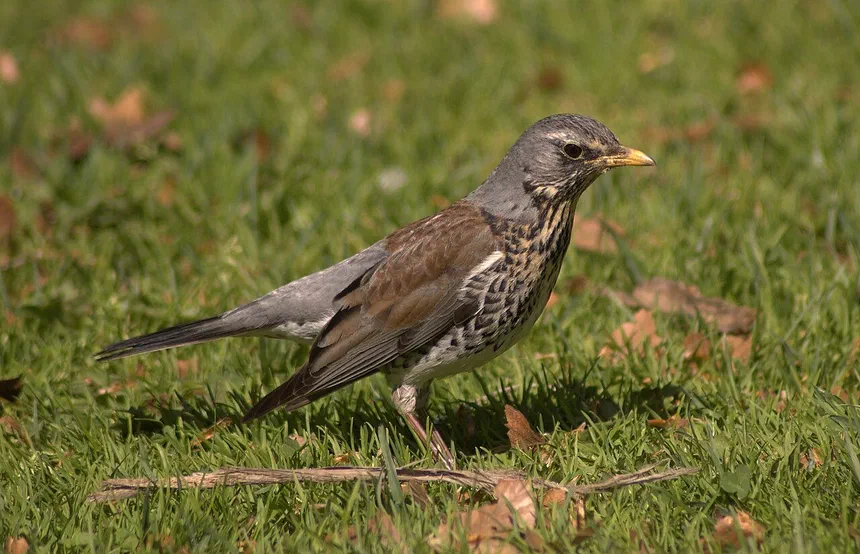 Fieldfare