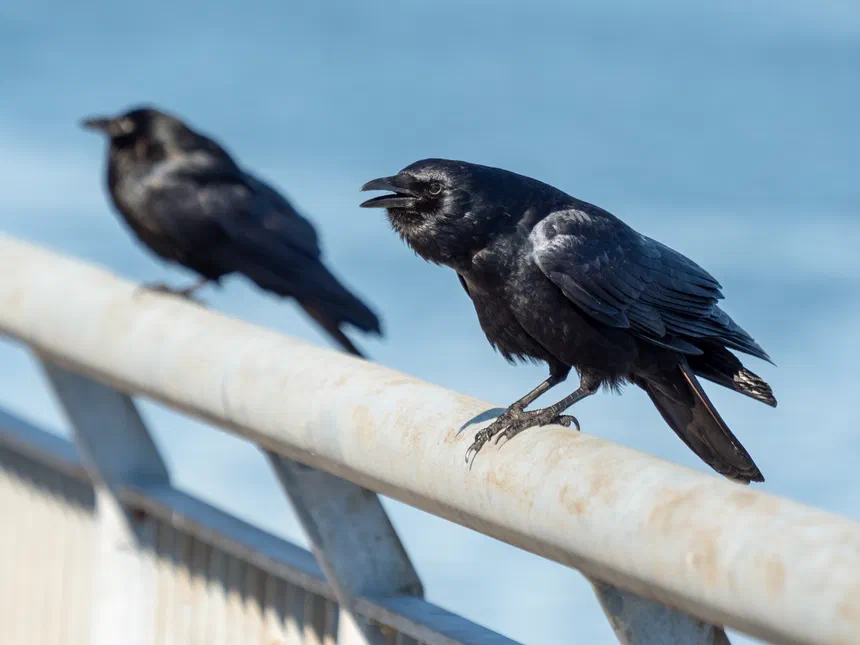 Fish Crow