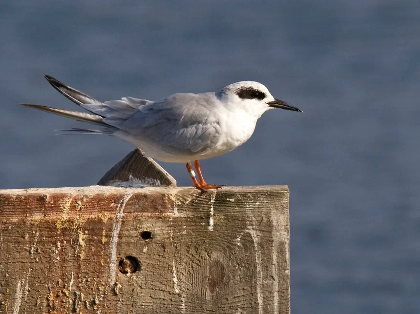 Forster's Tern
