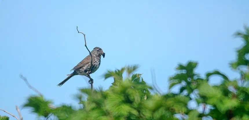 Fox Sparrow