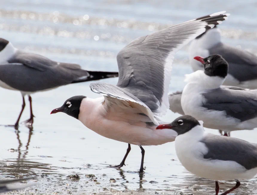 Franklin's Gull