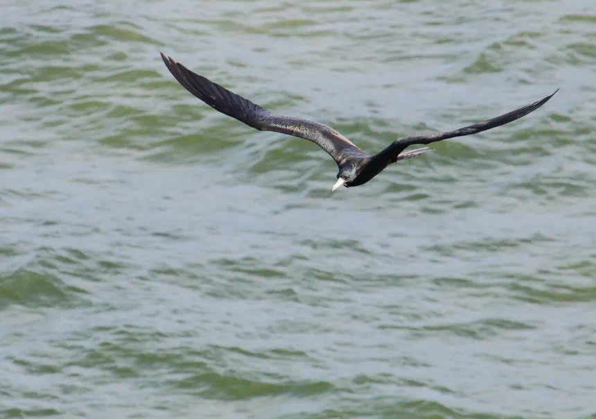 Magnificent Frigatebird