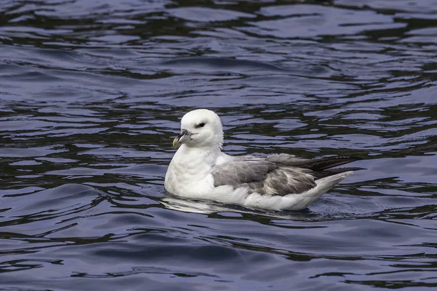 Northern Fulmar