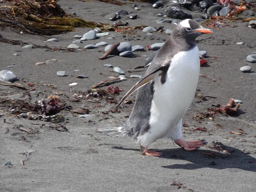 Gentoo Penguin
