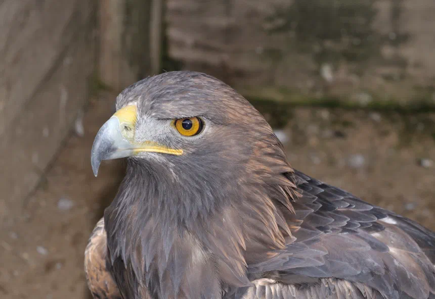 Golden Eagle