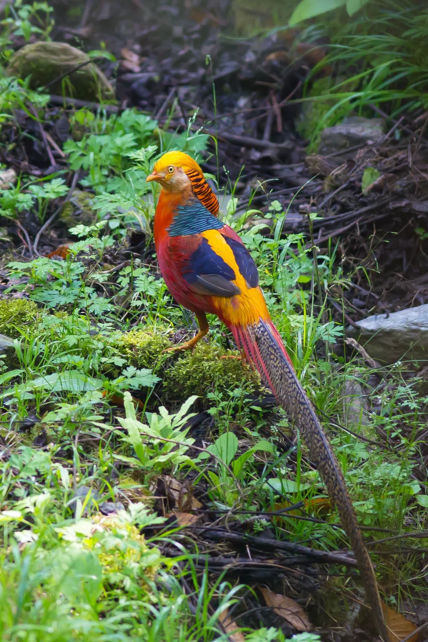 Golden Pheasant