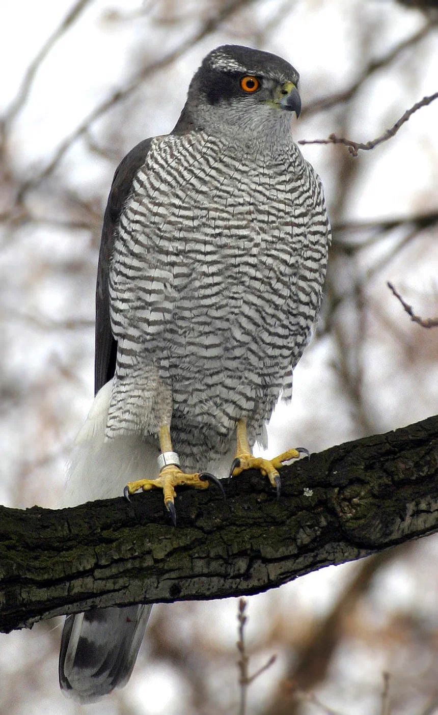 Goshawk