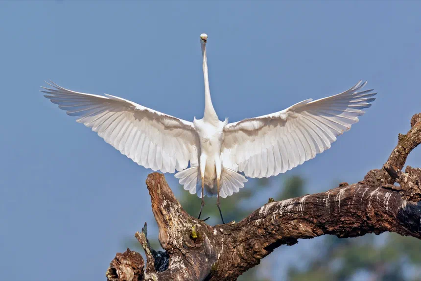 Great Egret