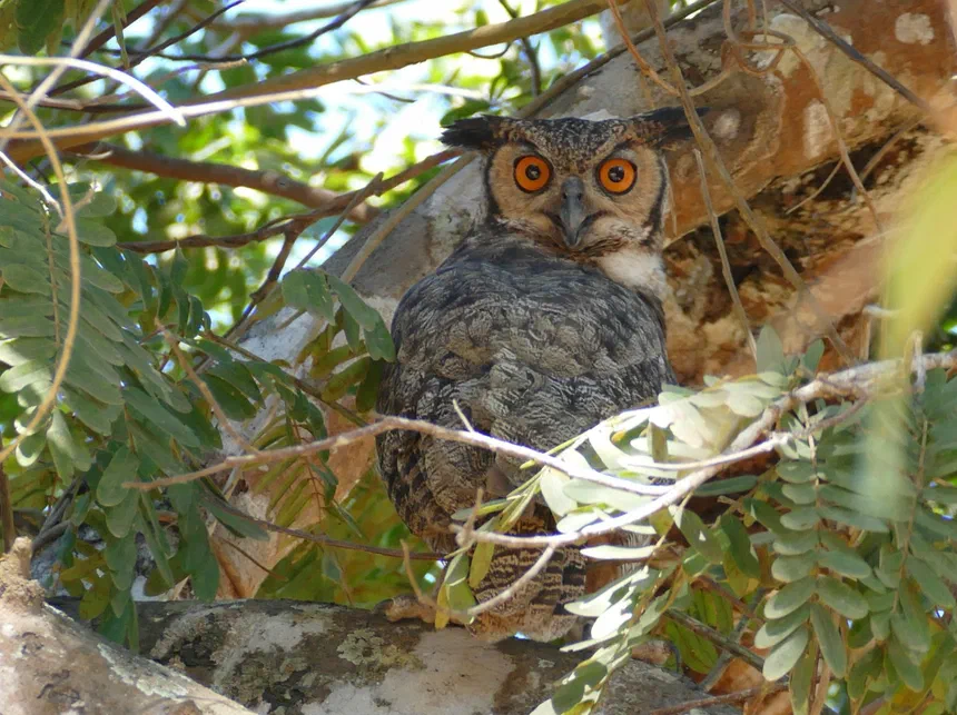 Great Horned Owl