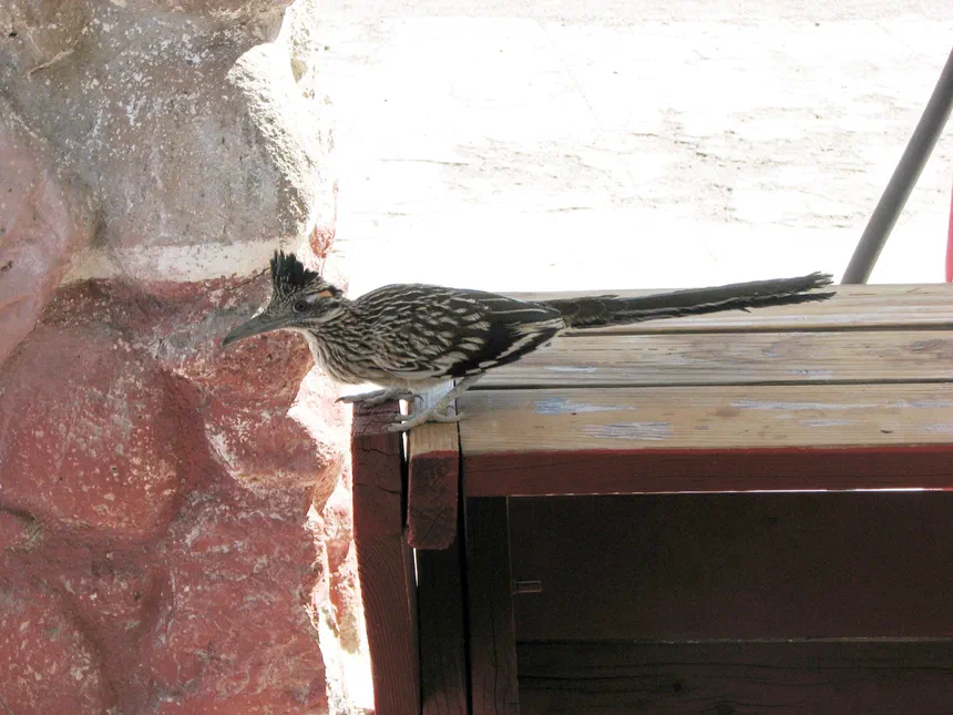 Greater Roadrunner