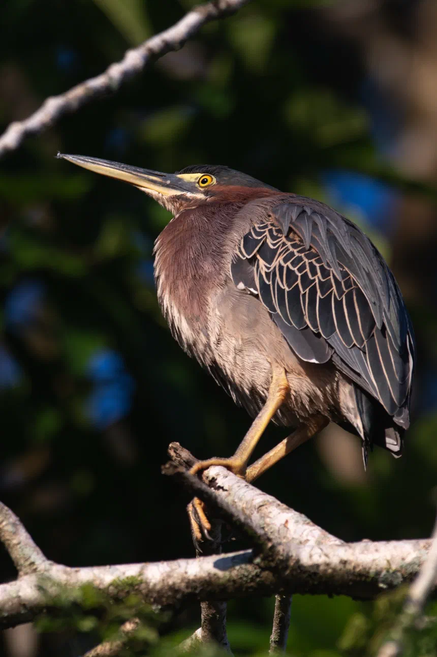 Green Heron