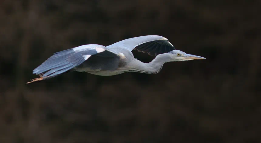 Grey Heron