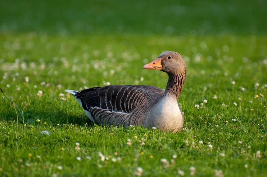 Greylag Goose