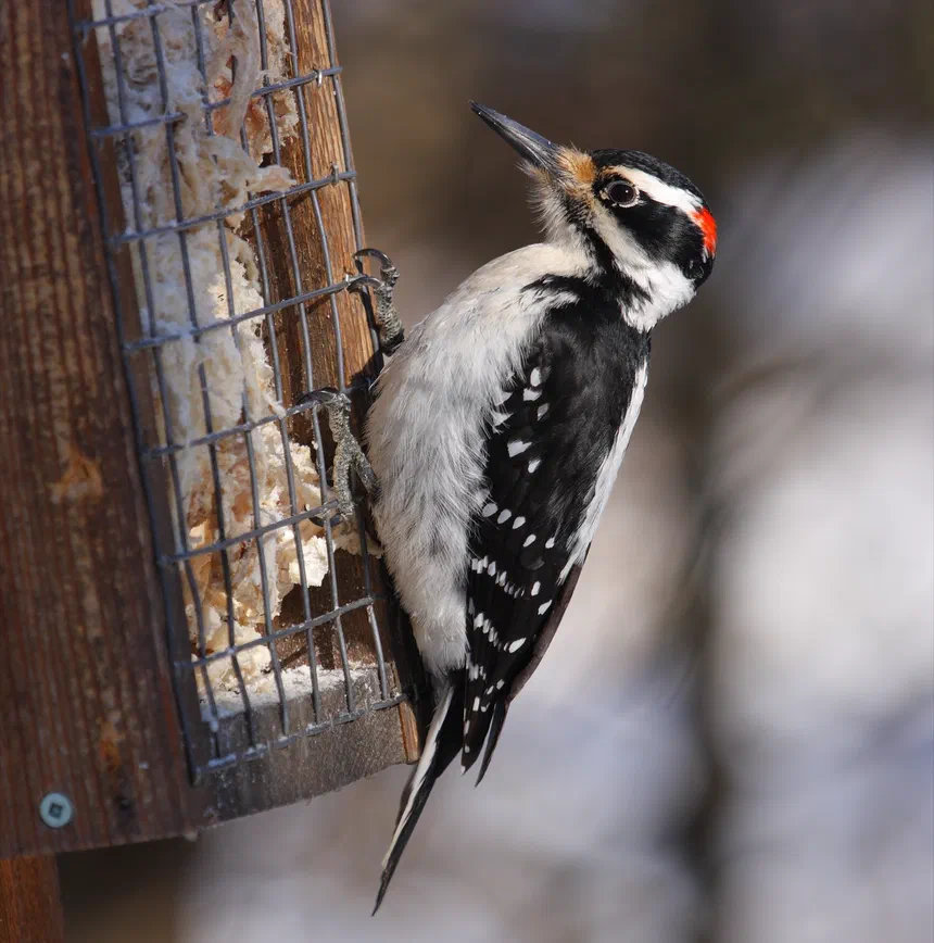 Hairy Woodpecker