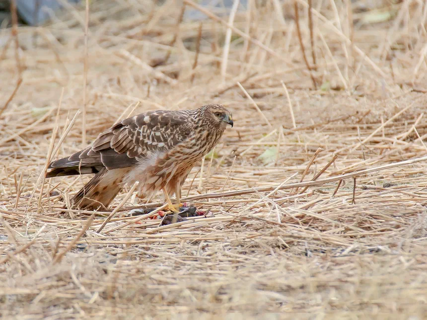 Hen Harrier