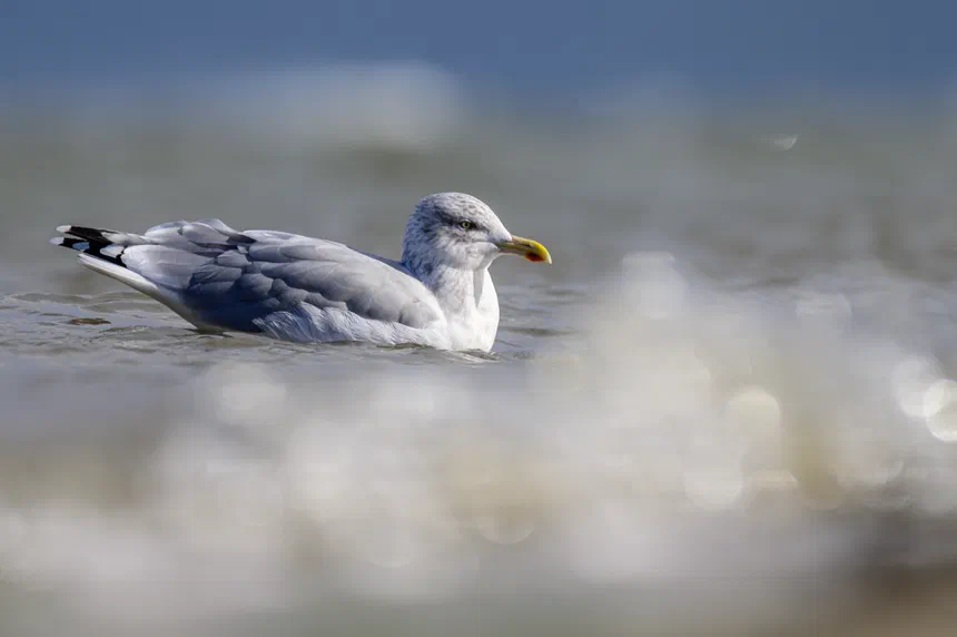Herring Gull
