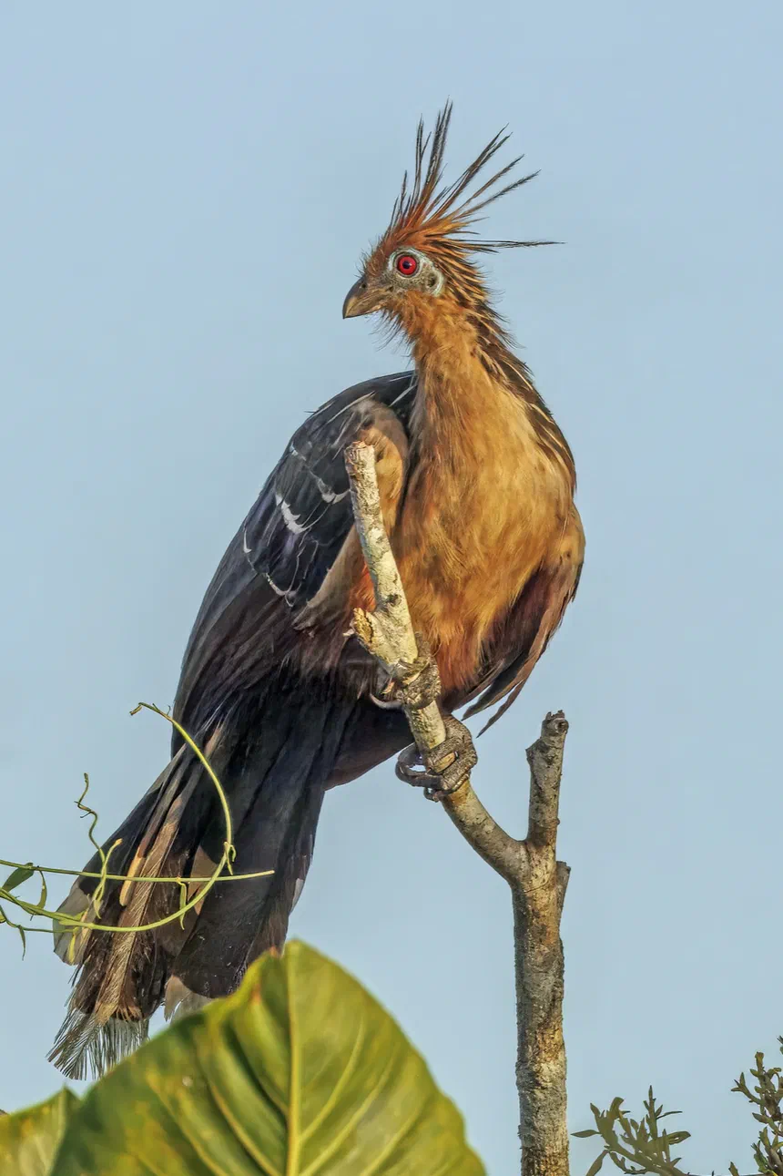 Hoatzin